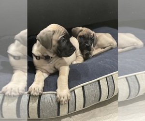 Presa Canario Puppy for sale in WINNETKA, CA, USA