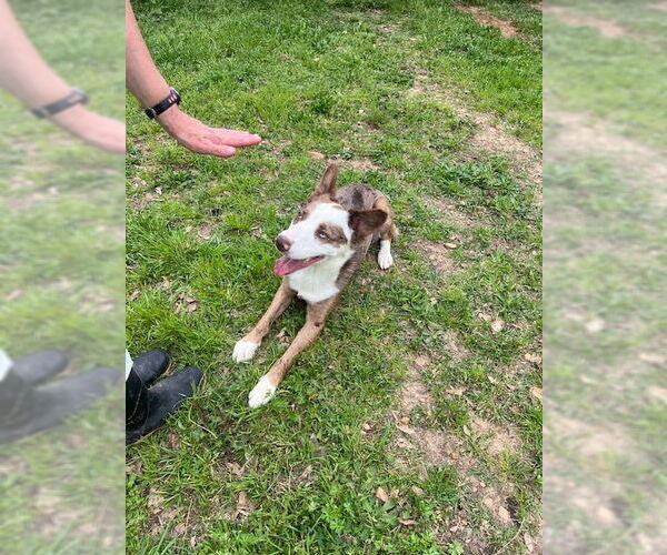 Medium Photo #3 Australian Shepherd-Unknown Mix Puppy For Sale in Wakefield, RI, USA