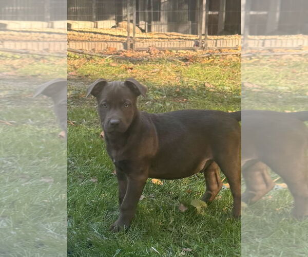 Medium Photo #5 Labrador Retriever-Unknown Mix Puppy For Sale in Pottstown, PA, USA