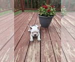 Small #6 French Bulldog