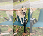 Small #6 Labrador Retriever