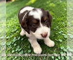 Small #3 Bernedoodle (Miniature)