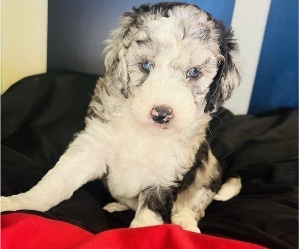 Medium Photo #23 Sheepadoodle Puppy For Sale in HUNTINGTON BEACH, CA, USA
