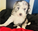 Small #22 Sheepadoodle