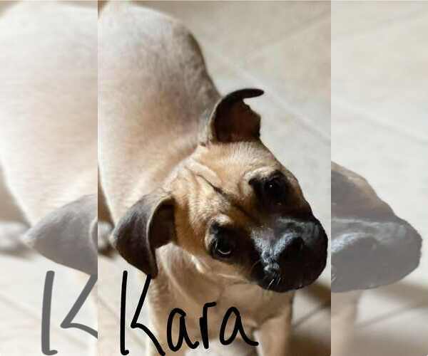 Medium Photo #3 Pug-Unknown Mix Puppy For Sale in Morganville, NJ, USA