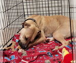 Small #19 American Pit Bull Terrier Mix