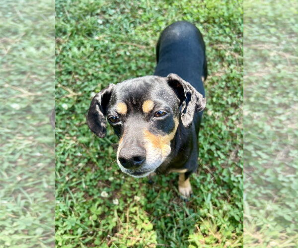 Medium Photo #2 Dachshund Puppy For Sale in York, SC, USA