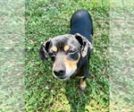 Small #1 Dachshund
