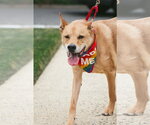 Small #1 Chow Chow-German Shepherd Dog Mix
