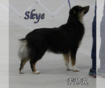 Small Photo #1 Miniature Australian Shepherd Puppy For Sale in FORESTBURG, TX, USA