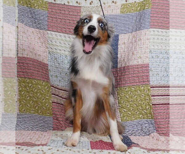 Medium Photo #12 Miniature Australian Shepherd Puppy For Sale in HARRISON, OH, USA