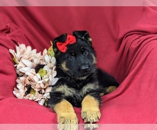 Medium Photo #8 German Shepherd Dog Puppy For Sale in LEOLA, PA, USA
