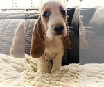 Puppy Ol Ben Basset Hound