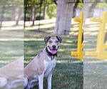 Small #2 Mutt