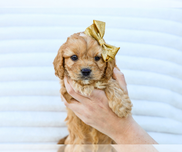 Medium Photo #3 Cavapoo (Miniature) Puppy For Sale in LIBERTY, KY, USA