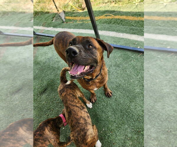 Medium Photo #1 Mastiff-Unknown Mix Puppy For Sale in garner, NC, USA