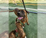 Small Mastiff Mix