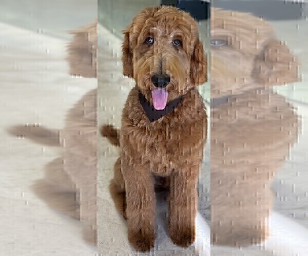 Medium Photo #21 Goldendoodle Puppy For Sale in HUNTINGTON BEACH, CA, USA