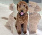 Small #20 Goldendoodle