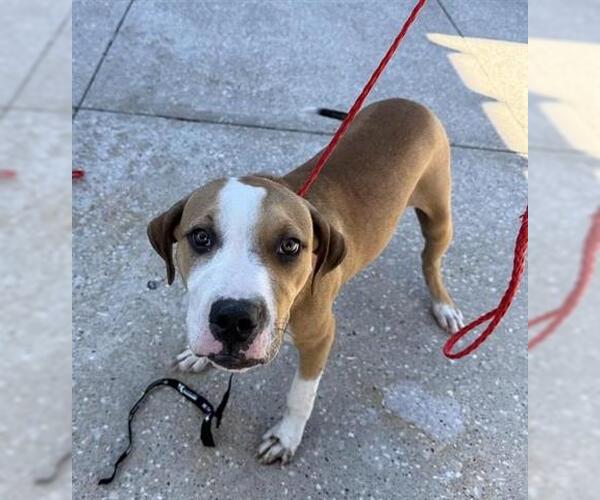 Medium Photo #1 Staffordshire Bull Terrier Puppy For Sale in Houston, TX, USA