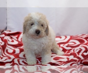 Poodle (Toy) Puppy for sale in DYERSBURG, TN, USA