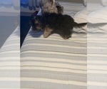 Small #1 Yorkshire Terrier