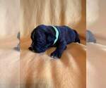 Small Photo #15 Boxer Puppy For Sale in LAUREL, DE, USA