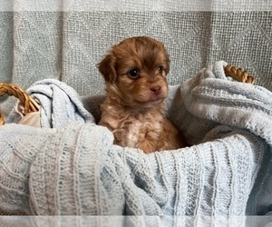 Aussiedoodle Miniature  Puppy for sale in ANTHEM, AZ, USA