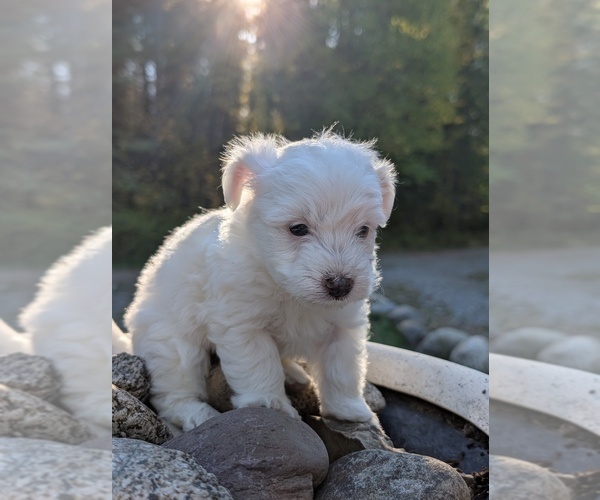 Medium Photo #5 Aussiedoodle Miniature  Puppy For Sale in SPIRIT LAKE, ID, USA