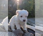 Small Photo #5 Aussiedoodle Miniature  Puppy For Sale in SPIRIT LAKE, ID, USA