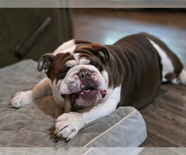 Medium Photo #2 Bulldog-Unknown Mix Puppy For Sale in New London, WI, USA