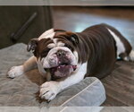 Small #1 Bulldog Mix