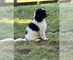 Puppy Rizzo Aussiedoodle