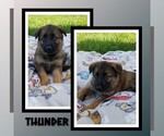 Puppy Thunder German Shepherd Dog
