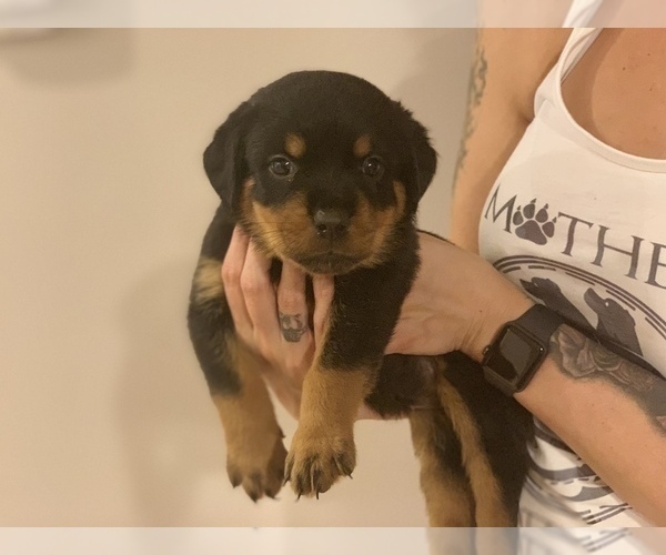 Medium Photo #3 Rottweiler Puppy For Sale in ANGIER, NC, USA