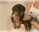Small Photo #3 Rottweiler Puppy For Sale in ANGIER, NC, USA