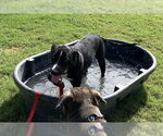 Small Labrador Retriever Mix