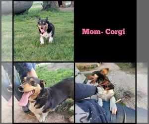 Mother of the Cowboy Corgi puppies born on 03/20/2022