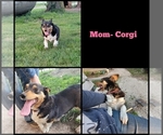 Small Photo #1 Cowboy Corgi Puppy For Sale in CARTHAGE, MO, USA