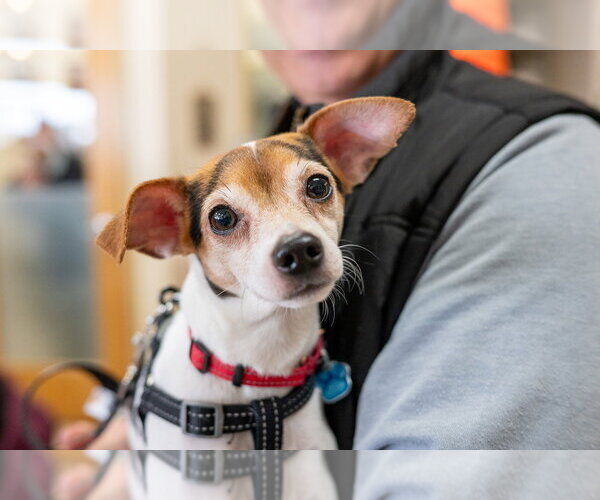 Medium Photo #10 Chihuahua-Unknown Mix Puppy For Sale in Mundelein, IL, USA