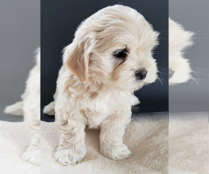 Maltipoo-Shih Tzu Mix Puppy for sale in ORTING, WA, USA