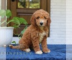 Small #1 Goldendoodle (Miniature)