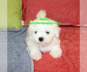 Maltese Puppy for sale in JUNIPER HILLS, CA, USA