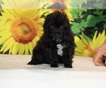 Jasper - Male Poodle (Toy) Puppy for Sale - Photo #21