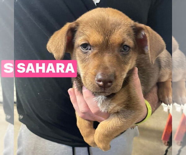 Medium Photo #3 Chipin Puppy For Sale in Foristell, MO, USA