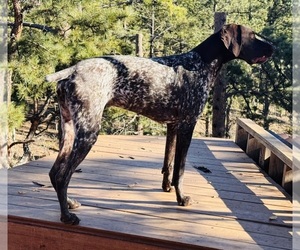 German Shorthaired Pointer Puppy for sale in WOODLAND PARK, CO, USA