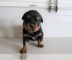 Rottweiler Puppy for sale in ANN ARBOR, MI, USA