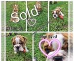 Small Photo #5 Bulldog Puppy For Sale in GOLDSBORO, NC, USA