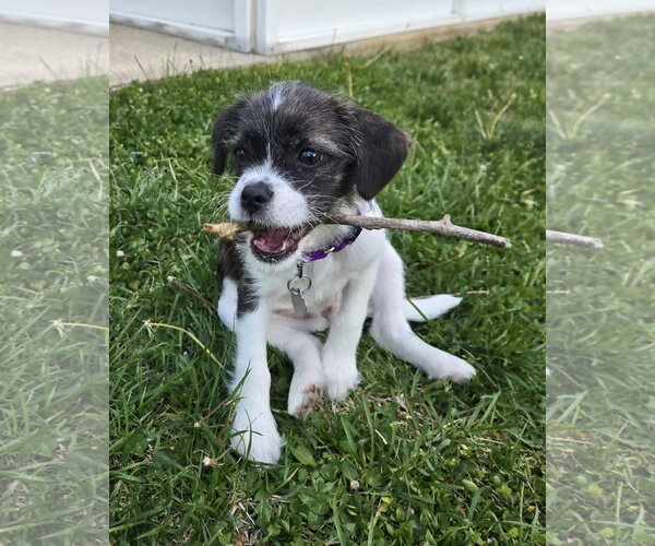 Medium Photo #1 BoShih Puppy For Sale in Oakhurst, NJ, USA