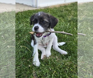 BoShih Dogs for adoption in Oakhurst, NJ, USA